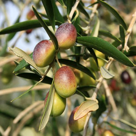 Greek Koroneiki (Unflavored) Extra Virgin Olive Oil